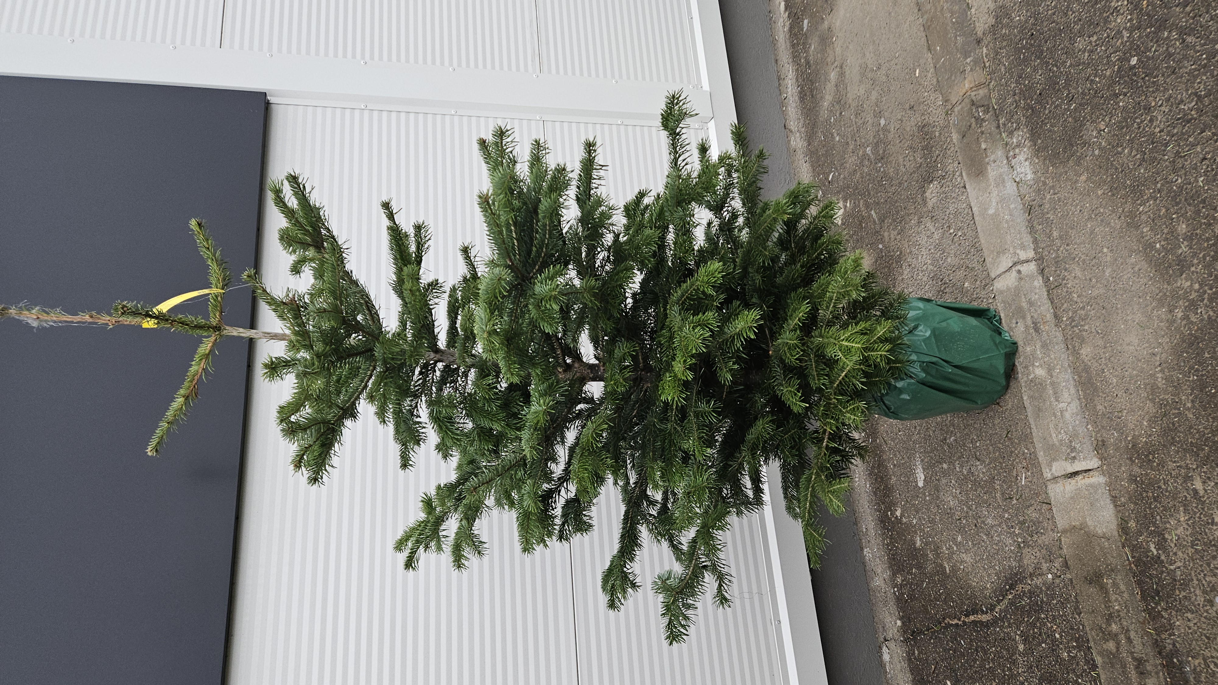 Fotografia lui Vasilw Popescu