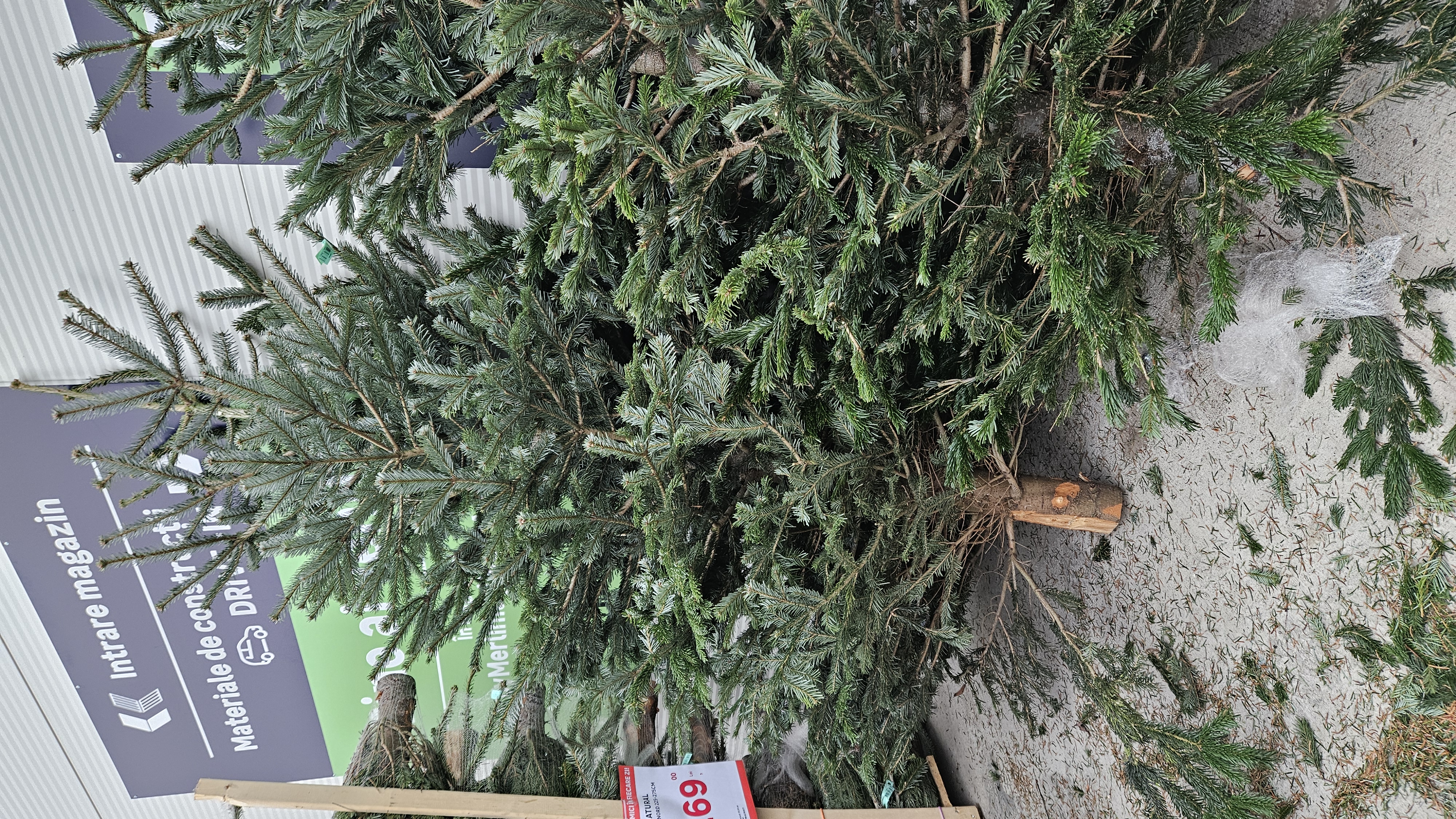 Fotografia lui Ion Brad